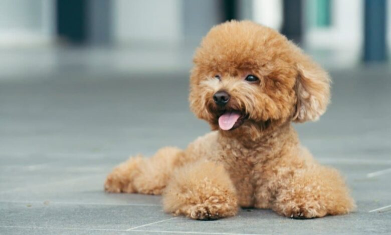 Dogpricelist, Dog Adoption, canine companionship,
